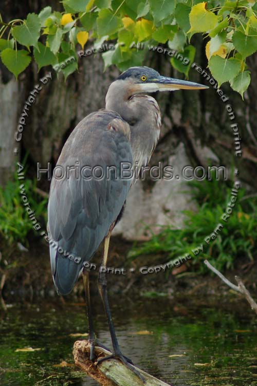 Blue Heron stands on log, photo by Pam Rotella