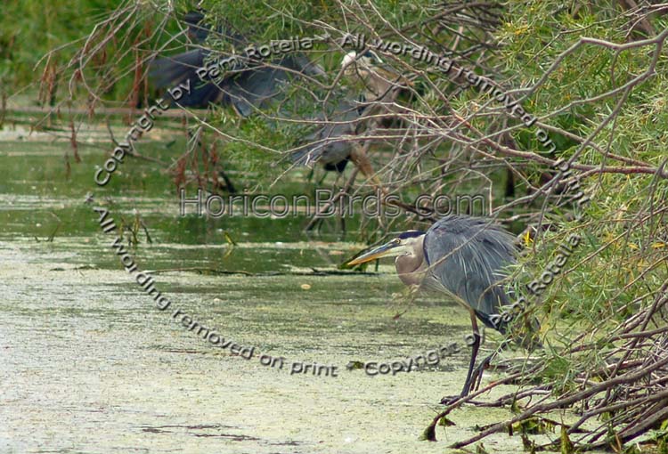 Blue Heron stands at water's edge, photo by Pam Rotella