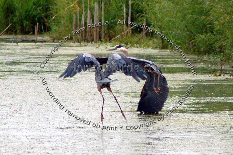 Blue Herons collide, photo by Pam Rotella