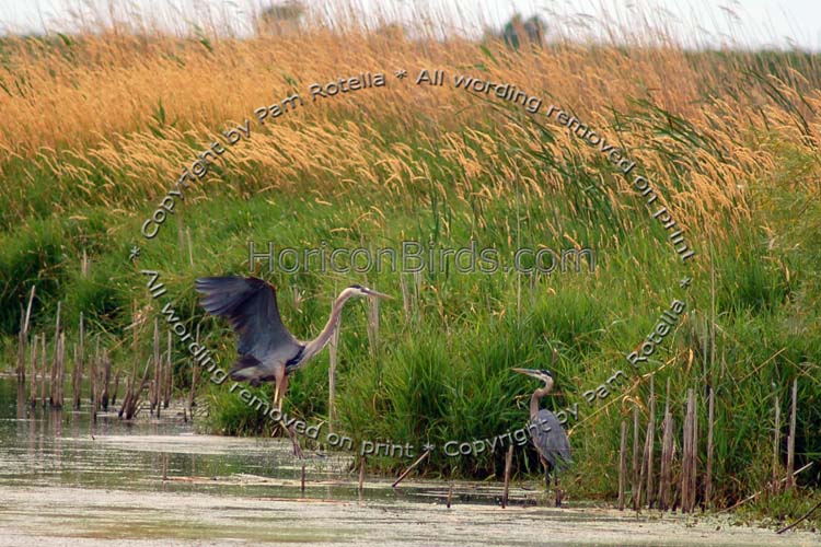 Blue Heron flies to its mate, photo by Pam Rotella