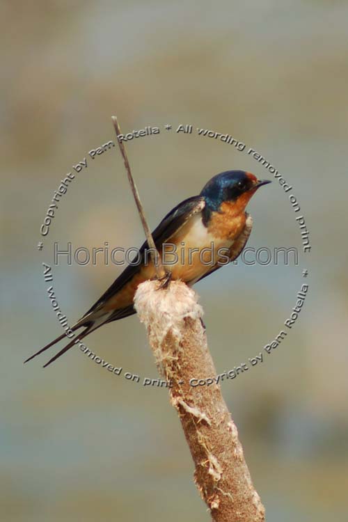 Barn Swallow sits on a cattail, photo by Pam Rotella