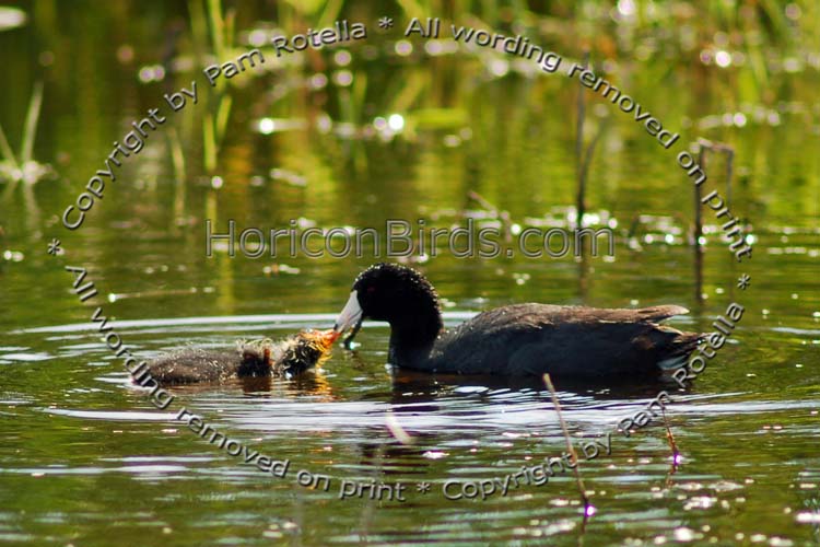 Coot feeding its chick, photo by Pam Rotella