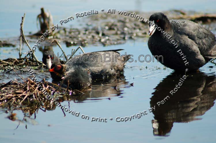 Coots feeding their chick, photo by Pam Rotella