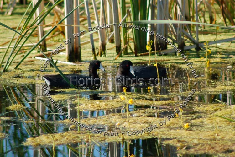 Coots swimming together in the marsh, photo by Pam Rotella