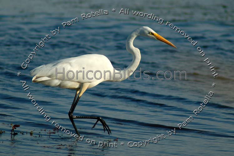 Great Egret walking through blue waters, photo by Pam Rotella