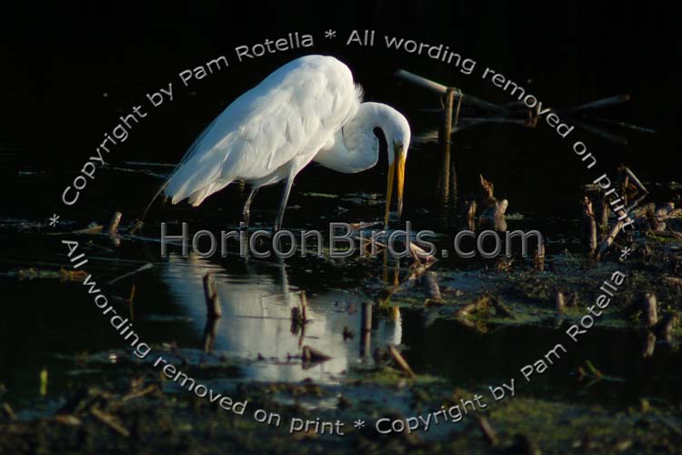 Great Egret fishing in dark water, photo by Pam Rotella