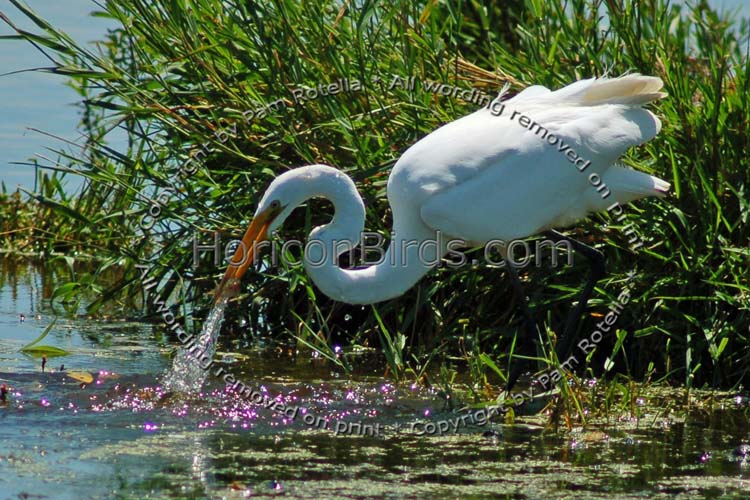 Great egret catches fish with water trail, photo by Pam Rotella