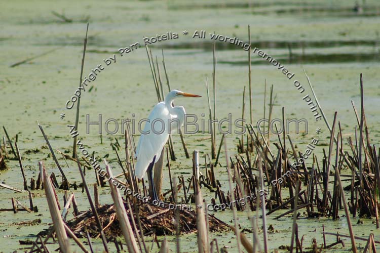 Great egret surrounded by reeds, photo by Pam Rotella