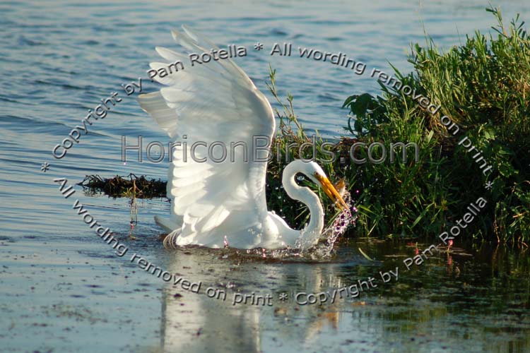 Great egret catching a fish, photo by Pam Rotella