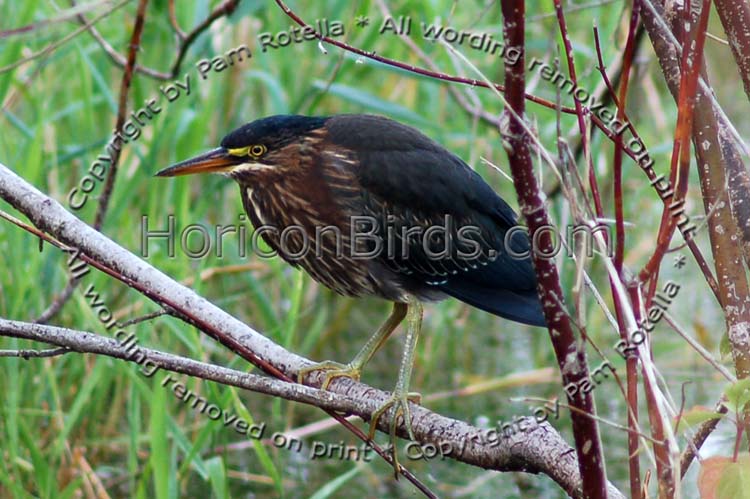 Green Heron rests on a branch, photo by Pam Rotella