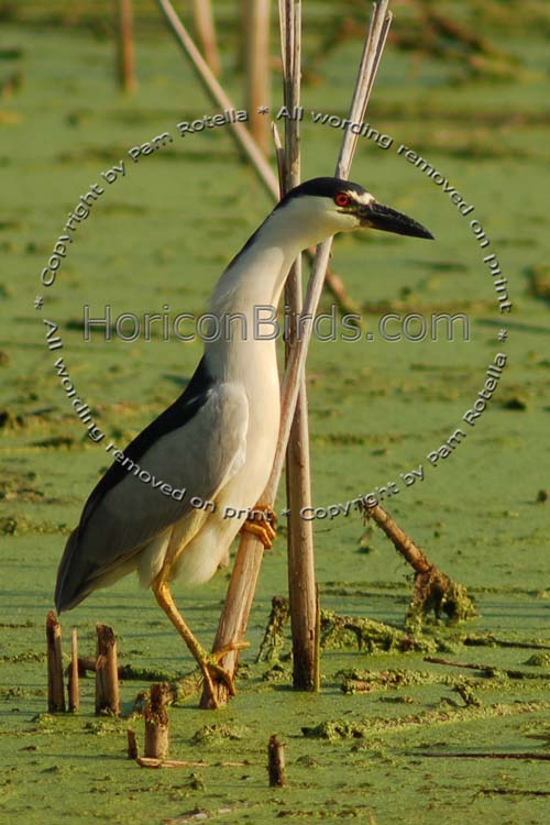 Black-crowned Night Heron grasps a reed, photo by Pam Rotella