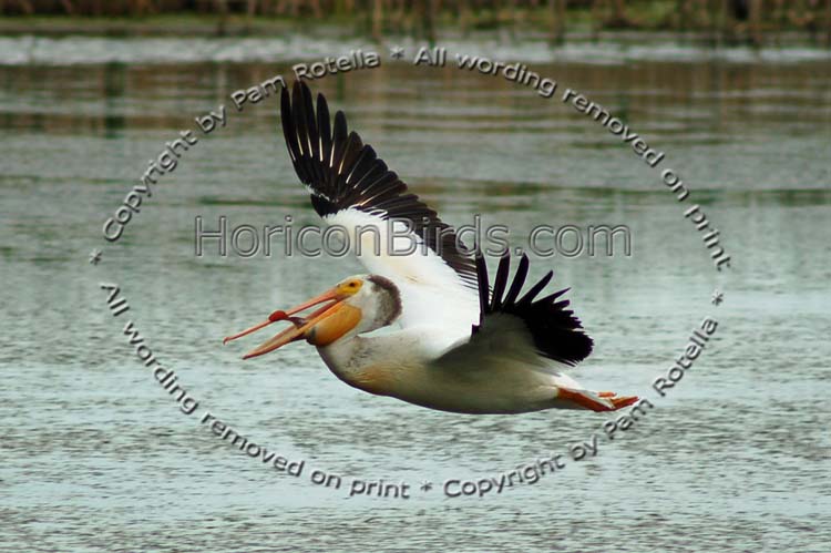 White Pelican flies low over waters, photo by Pam Rotella
