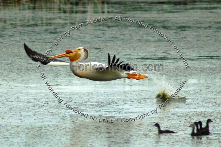 White pelican launches into flight, photo by Pam Rotella