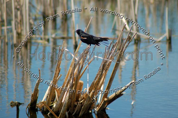 Red-winged blackbird in Horicon Marsh, photo by Pam Rotella