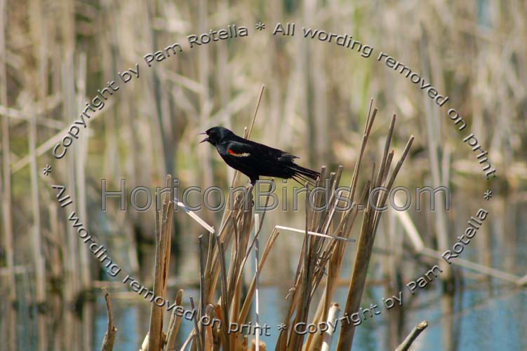Red-winged blackbird singing in Horicon Marsh, photo by Pam Rotella