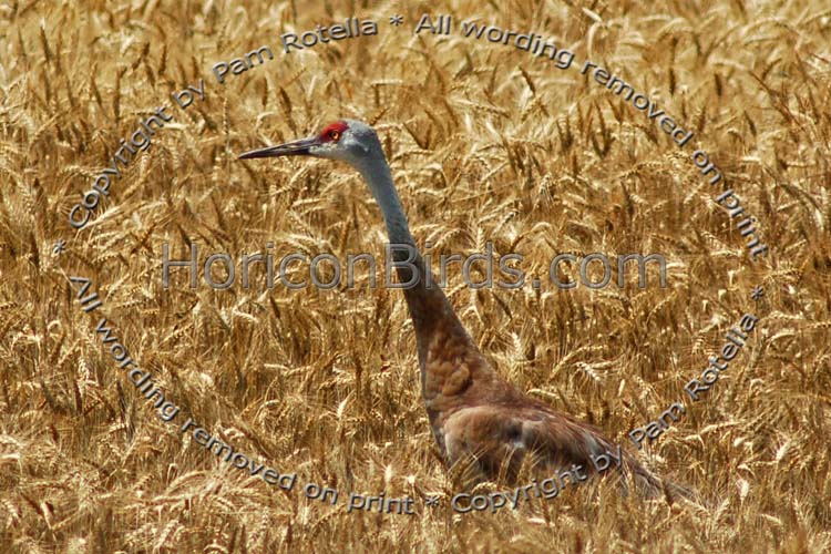 Sandhill Crane in wheat field, photo by Pam Rotella