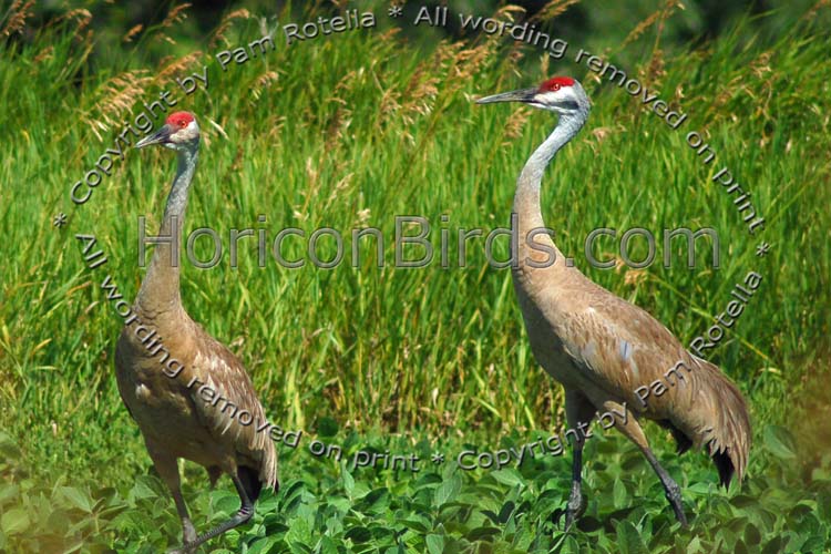 Sandhill Cranes walking in farm field, photo by Pam Rotella