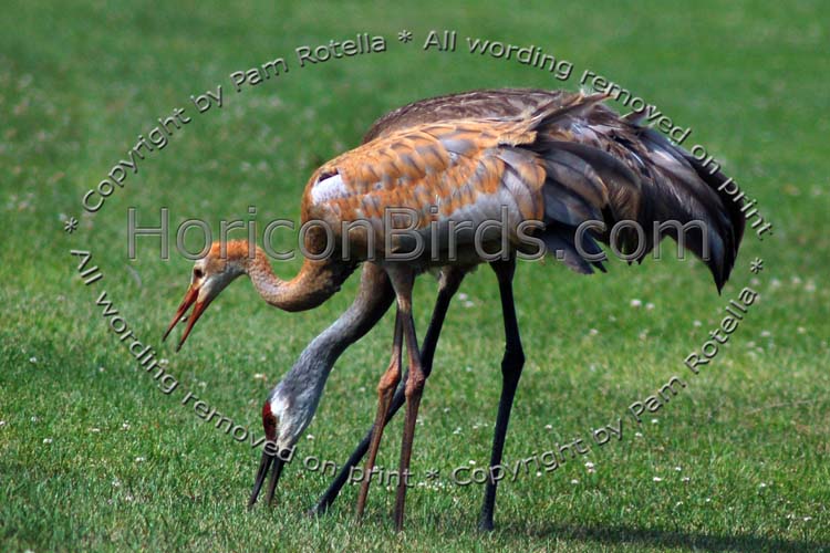 Sandhill Cranes foraging for insects, photo by Pam Rotella