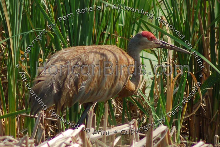 Sandhill Crane walking through reeds, photo by Pam Rotella