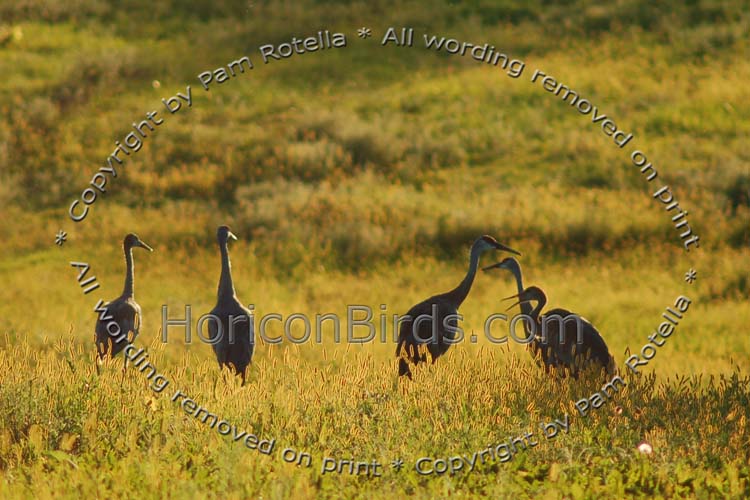 Sandhill Cranes in field near Holy Hill, photo by Pam Rotella