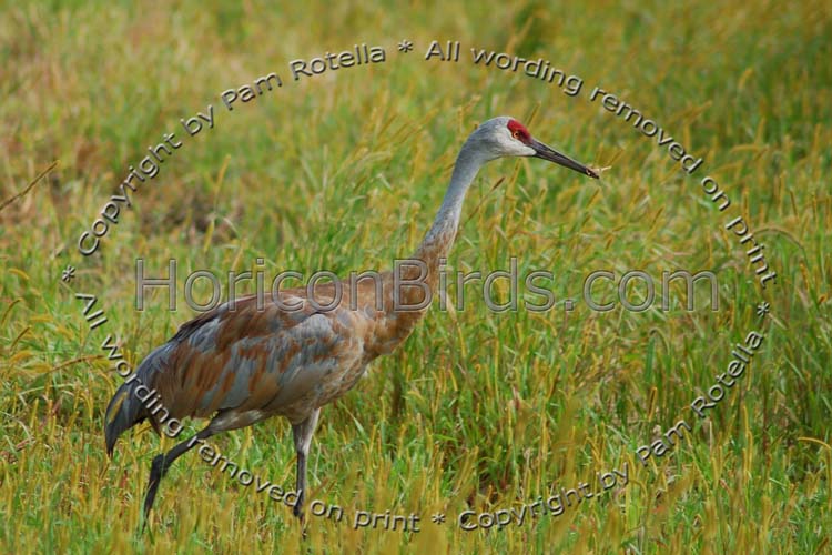 Sandhill Crane in Necedah National Wildlife Refuge, photo by Pam Rotella
