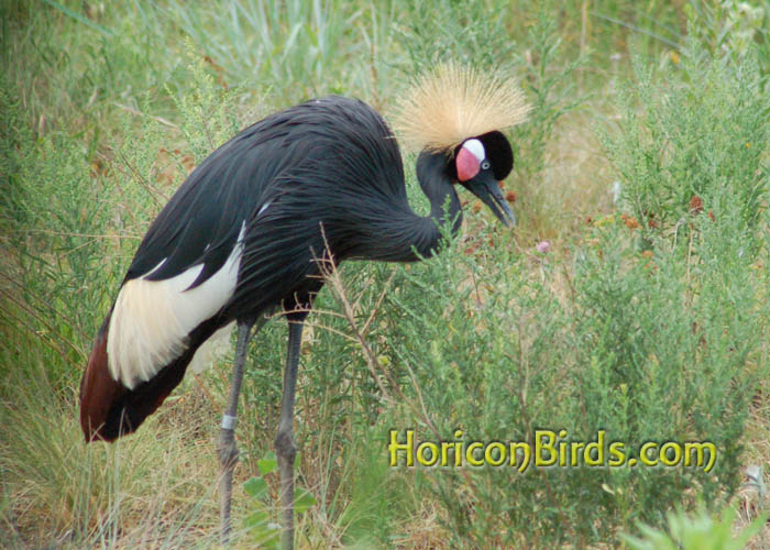 Grey Crowned Crane at the ICF in Baraboo, Wisconsin, photo by Pam Rotella