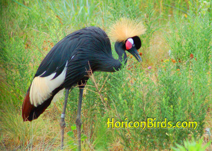 Grey Crowned Crane with increased saturation, photo by Pam Rotella