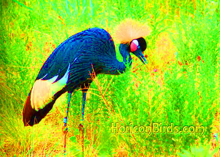 Grey Crowned Crane at the ICF in Baraboo, Wisconsin, photo by Pam Rotella