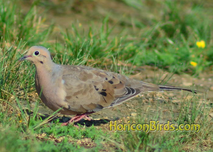 Mourning dove in Fort Wayne, Indiana, photo by Pam Rotella