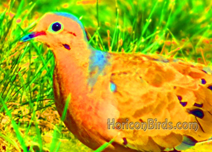 Mourning dove with saturation boosted beyond normal levels, photo by Pam Rotella