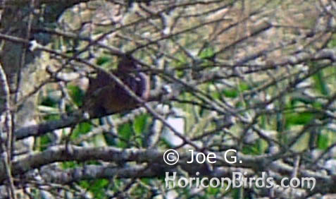 Passenger pigeon picture #1 by Joe G., with auto-enhancements applied