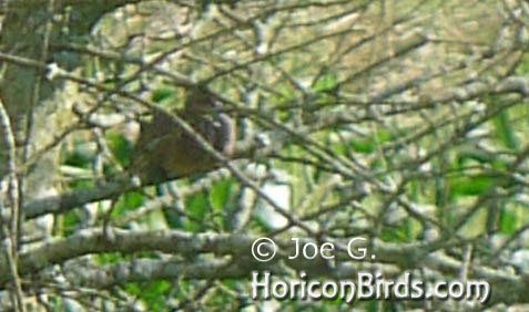 Passenger pigeon picture #1 by Joe G., enlarged without enhancements