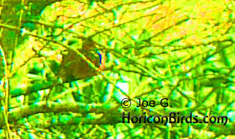 Passenger pigeon picture #1 by Joe G., with high saturation at highest level