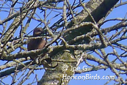 Passenger pigeon picture #2 by Joe G., with auto-enhancements applied