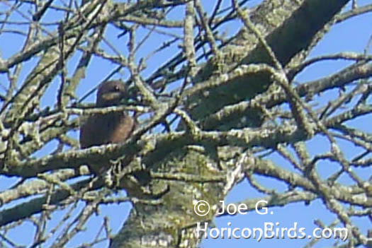 Passenger pigeon picture #2 by Joe G., enlarged without enhancements