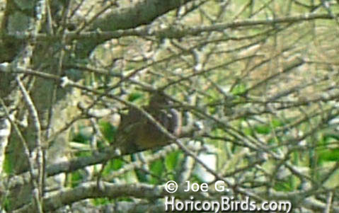 Passenger pigeon picture #3 by Joe G., enlarged without enhancements