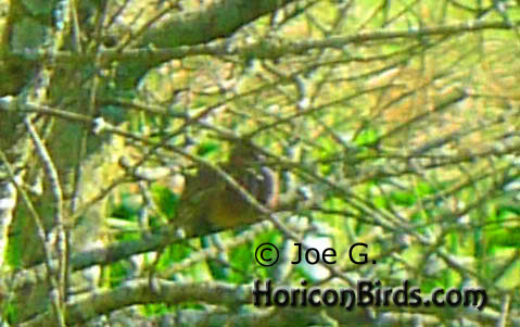 Passenger pigeon picture #3 by Joe G., with high saturation to boost colors