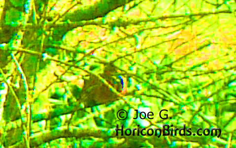 Passenger pigeon picture #3 by Joe G., with maximum saturation to investigate color pixels