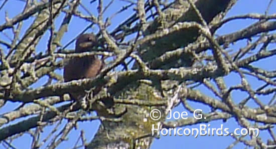 Passenger pigeon picture #4 by Joe G., with auto-enhancements applied