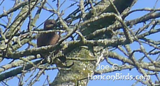 Passenger pigeon picture #4 by Joe G., enlarged without enhancements