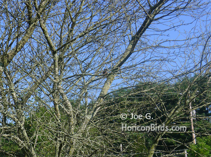 Original passenger pigeon against blue sky by Joe G, file size reduced without enhancements