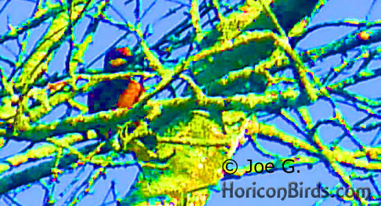 Passenger pigeon picture #4 by Joe G., with high saturation to boost colors