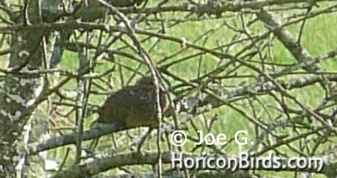 Passenger pigeon picture #5 by Joe G., enlarged without enhancements