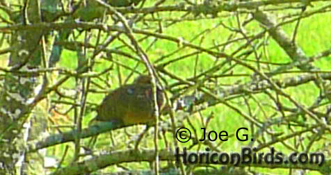 Passenger pigeon picture #5 by Joe G., with high saturation to boost colors