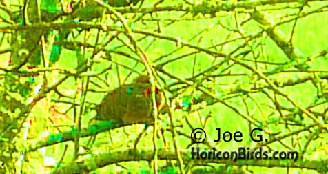 Passenger pigeon picture #5 by Joe G., with high saturation to boost colors
