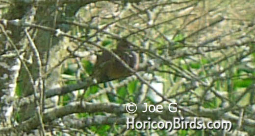 Passenger pigeon picture #6 by Joe G., enlarged without enhancements