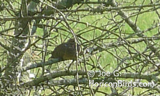 Passenger pigeon picture #7 by Joe G., enlarged without enhancements