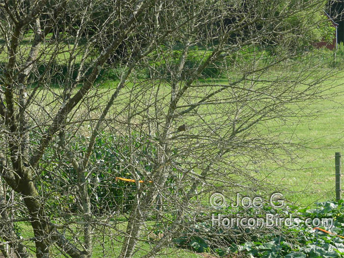 Original passenger pigeon in a tree by Joe G, file size reduced without enhancements