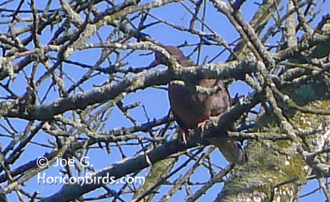 Passenger pigeon picture #8 by Joe G., with auto-enhancements applied