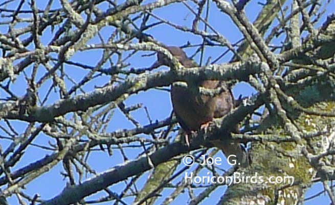 Passenger pigeon picture #8 by Joe G., enlarged without enhancements